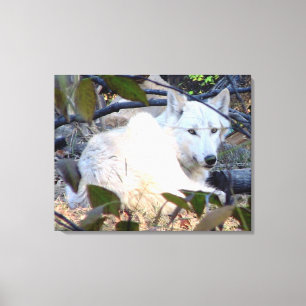 Grått Varg Canvas