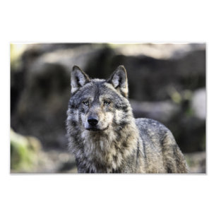 Grått Varg Fototryck
