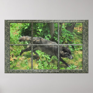 Grått-Varg genom en Windows Art-Poster Poster