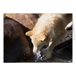 Grått Varg Hälsningskort