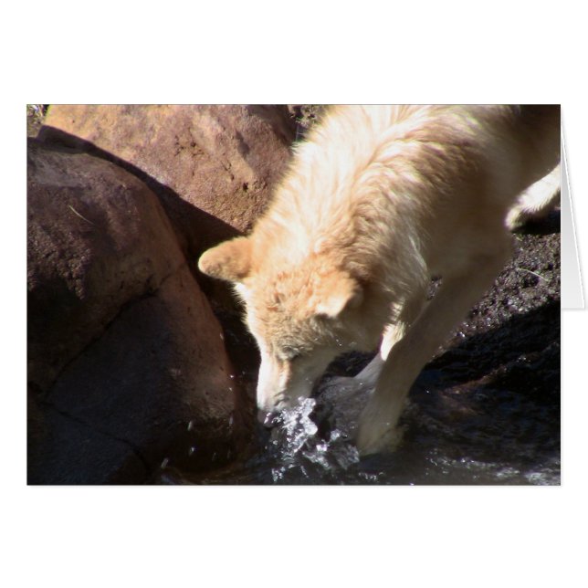 Grått Varg Hälsningskort (Framsidan Horizontal)