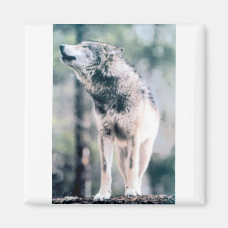 Grått Varg i Grand Teton nationalpark Magnet