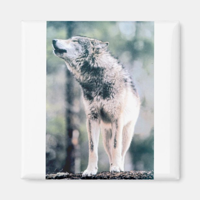 Grått Varg i Grand Teton nationalpark Magnet (Framsidan)