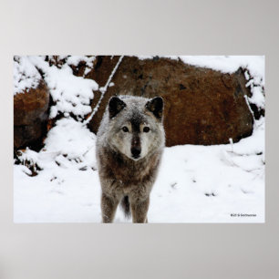 Grått-Varg i Snö Poster