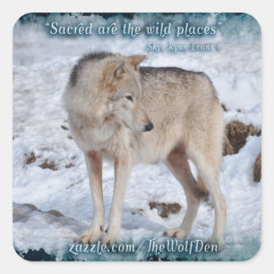 Grått Varg i Winter Snö Wildlife Photo Fyrkantigt Klistermärke