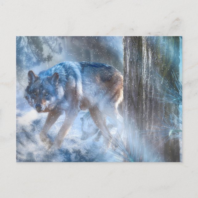 Grått Varg KASON AV VARGEN Vykort (Framsida)