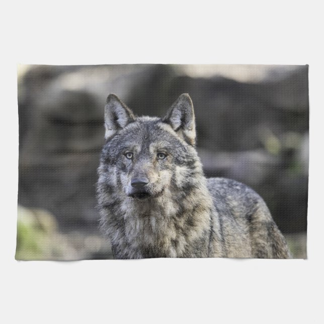 Grått Varg Kökshandduk (Horisontell)