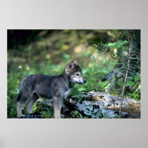 Grått Varg-liten valp i grönt skogen Poster