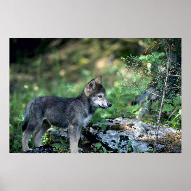 Grått Varg-liten valp i grönt skogen Poster (Framsidan)