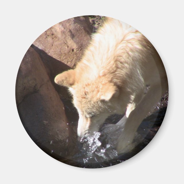 Grått Varg Magnet (Framsidan)