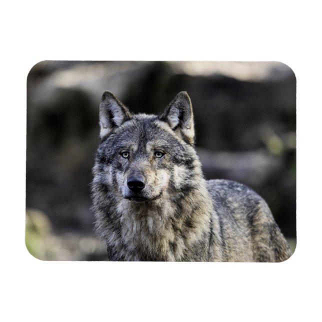 Grått Varg Magnet (Horisontell)