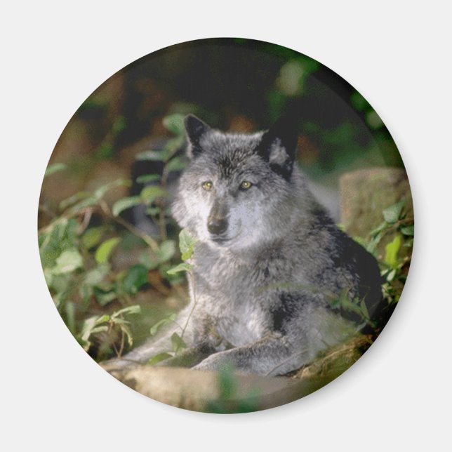 Grått Varg Magnet (Framsidan)