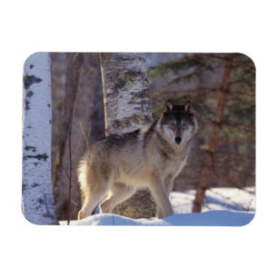 Grått Varg Magnet