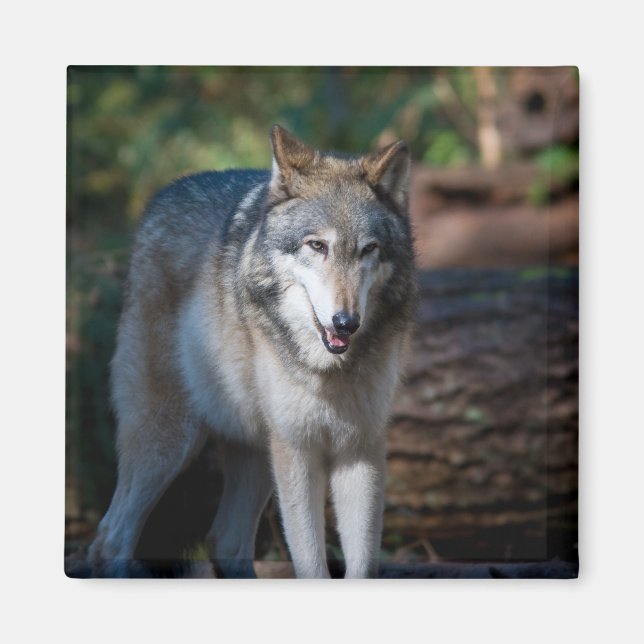 Grått varg magnet (Framsidan)