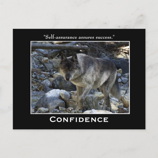 Grått Varg Motivations-vykort Vykort (Framsida)