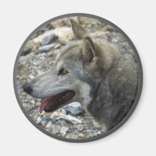 GRÅTT VARG Photo Magnet