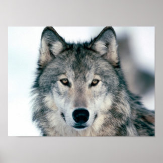 Grått Varg Poster