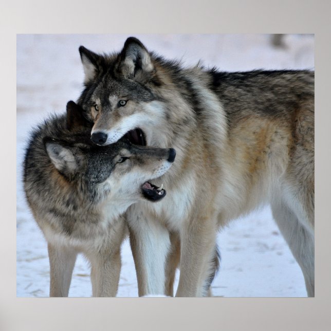 Grått Varg Poster (Framsidan)