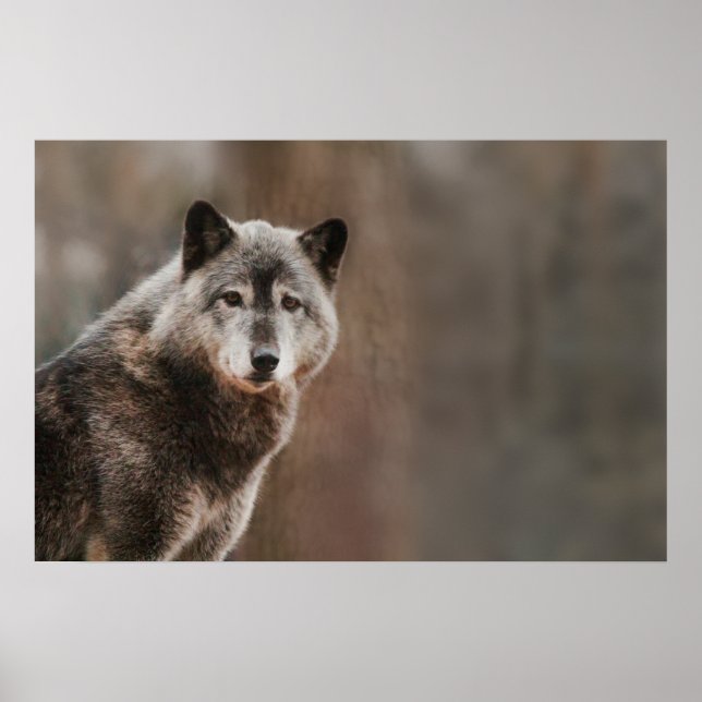 Grått Varg Poster (Framsidan)