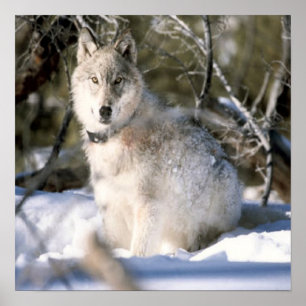 Grått-Varg Poster i vinter