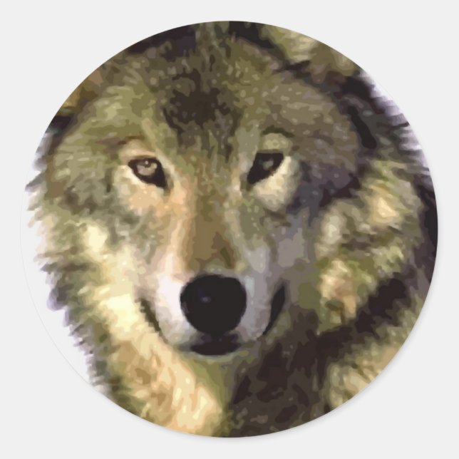 Grått Varg Runt Klistermärke (Framsida)