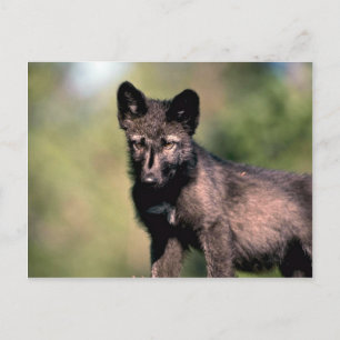 Grått Varg-sommar-(svartfas) unge Vykort
