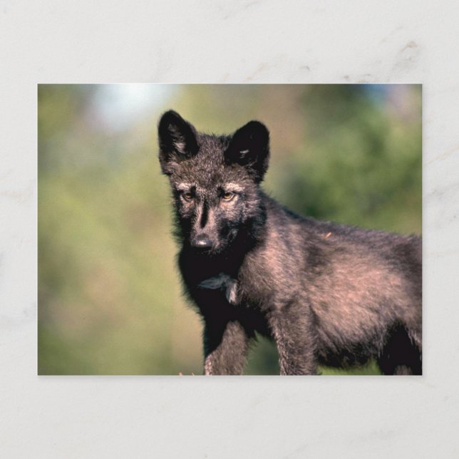 Grått Varg-sommar-(svartfas) unge Vykort (Framsida)