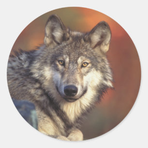 Grått Varg Stickers Runt Klistermärke