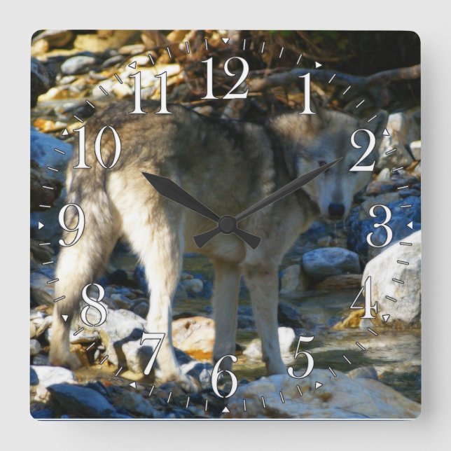 Grått Varg & Stony Bäck Photo Clock Fyrkantig Klocka (Framsida)