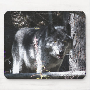Grått Varg Study Wildlife Supporter Mousepad Musmatta