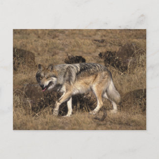 Grått Varg - Timber Varg - Red Varg Series Vykort