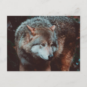 Grått-Varg tittar i skogen Vykort