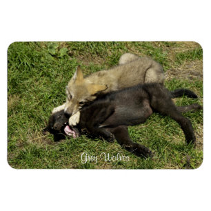 Grått Varg Valps Wildlife Magnet