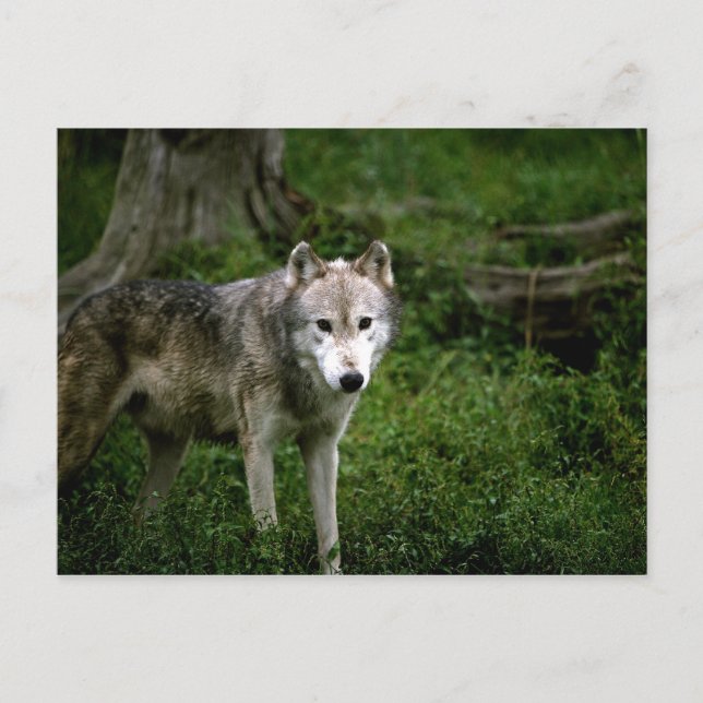 Grått-varg, varg vykort (Framsida)