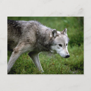 Grått-varg, varg vykort