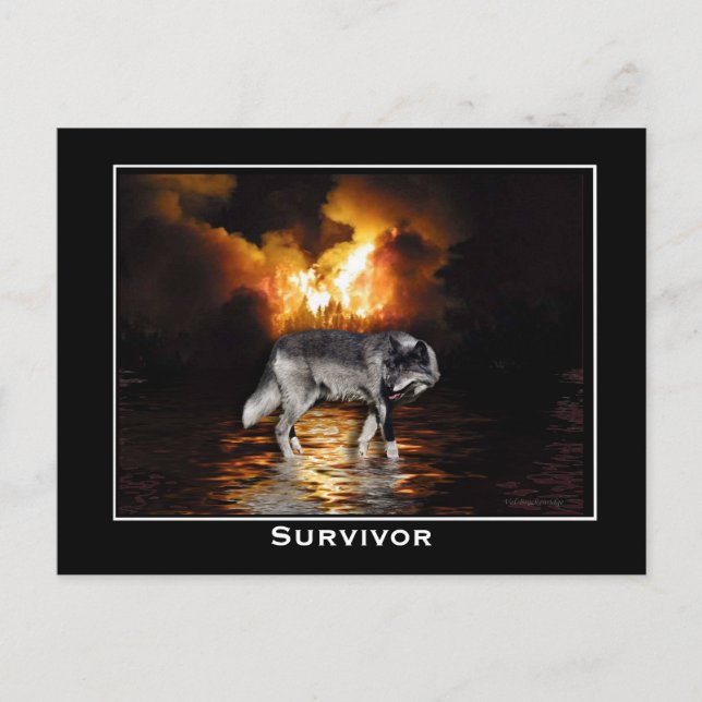 Grått Varg vykort (Framsida)