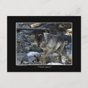 grått-Varg-vykort Vykort