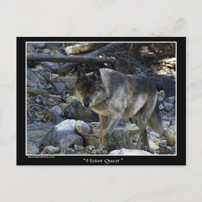 Grått Varg-vykort Vykort (Framsida)