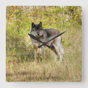 Grått Varg & Wilderness Photo Gift Fyrkantig Klocka
