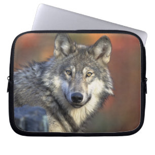 Grått Varg Wildlife Älskare Laptop Fodral