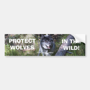 GRÅTT VARG Wildlife Conservation Bumper-dekal Bildekal
