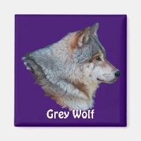 GRÅTT VARG Wildlife Magnet Collection