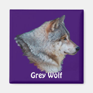 GRÅTT VARG Wildlife Magnet Collection