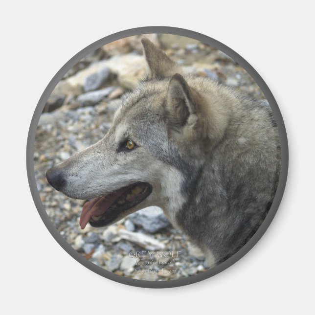 GRÅTT VARG Wildlife Photo Magnet (Framsidan)