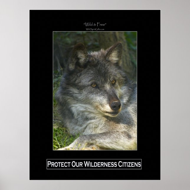 GRÅTT VARG Wildlife Support Poster (Framsidan)