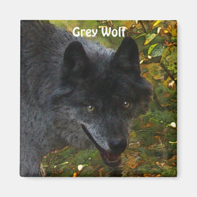 GRÅTT VARG Wildlife Supporter Art Magnet (Framsidan)