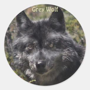 GRÅTT VARG Wildlife Supporter Stickers Runt Klistermärke