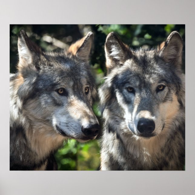 Grått-Vargar i Vilden Poster (Framsidan)