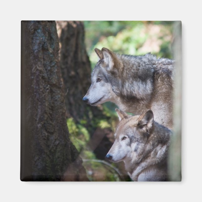 Grått-vargar Magnet (Framsidan)