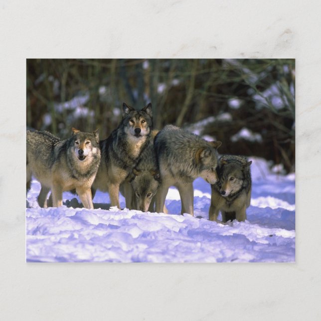 Grått-Vargar-paket i kant av snöskog Vykort (Framsida)